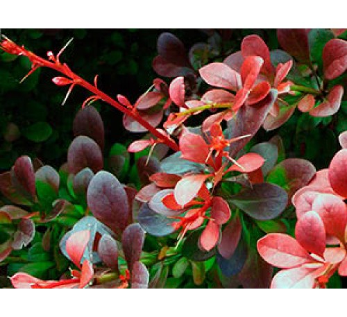 Барбарис Тунберга (Berberis thunbergii) С3